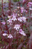 Penstemon 'Pocahontas' - stunning red-leaved perennial that will draw your attention for the whole season ©Intrinsic Perennnial Gardens