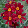 Coreopsis 'Red Satin' - one of very few red-flowering perennials ©Walters Gardens