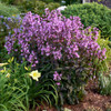 Penstemon 'Midnight Masquerade' - showy perennial for sunny garden ©Walters Gardens