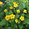 Green and Gold 'Allen Bush' - neat and adaptable groundcovering perennial ©US Perennials