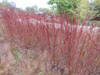 Andropogon - Big Bluestem 'Dancing Wind'  - showy selection of the tall native grass ©Mark Dwyer