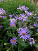 Big-leaf Aster 'Twillight' - partially groundcovering fall aster with good pollinator support ©US Perennials