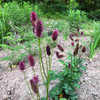 Alaskan Burnet - Sanguisorba menziesii likes sun and medium moist/moist soil. Plant in half shade and cooler spot in hotter climates ©US Perennials