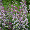 False Indigo 'Plum Rosy' - late sp[ring flowering perennials for sun ©Walters Gardens