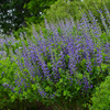 Baptisia 'Blueberry Sundae' - top performing and easy to grow perennial ©Walters Gardens