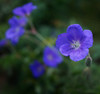 Geranium 'Brookside' - great filler and somewhat ground covering perennial ©Dmitriy Konstantinov