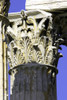 Acanthus - Bear's Breeches leaf pattern on Corinthian column (Temple of Olympian Zeus, Athens) ©Rob and Lisa Meehan