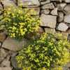Aurinia saxatilis - Basket of Gold 'Gold Ball' - spring perennial for drier soil or rock garden ©US Perennials