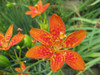 Iris domestica - Blackberry Lily - summer blooming, shorter-lived perennial ©Agnieszka Kwiecien