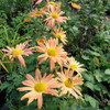 Hardy Garden Mum 'Mary Stoker' - easy to grow fall perennial ©US Perennials