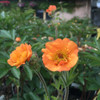 Geum 'Totally Tangerine' - great border plant and good cut flower ⒸUS Perennials