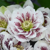 Helleborus 'Confetti Cake'  - perennial for half shade or shade garden, great hosta companion ⒸWalters Gardens