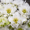Helleborus 'Wedding Bells' - must have perennial for half shade to shade garden ⒸWalters Gardens