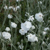 Lychnis coronaria 'Alba'  - easy to grow shorter-lived plant for average to dry garden ⒸUS Perennials