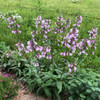 Foxglove Beardtongue 'Precious Gem' - versatile and adaptable hardy penstemon ⒸUS Perennials