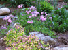 Phlox stolonifera 'Sweet Seduction Pink' - groundcovering perennial for half shade or shade ⒸSusan K. Holland