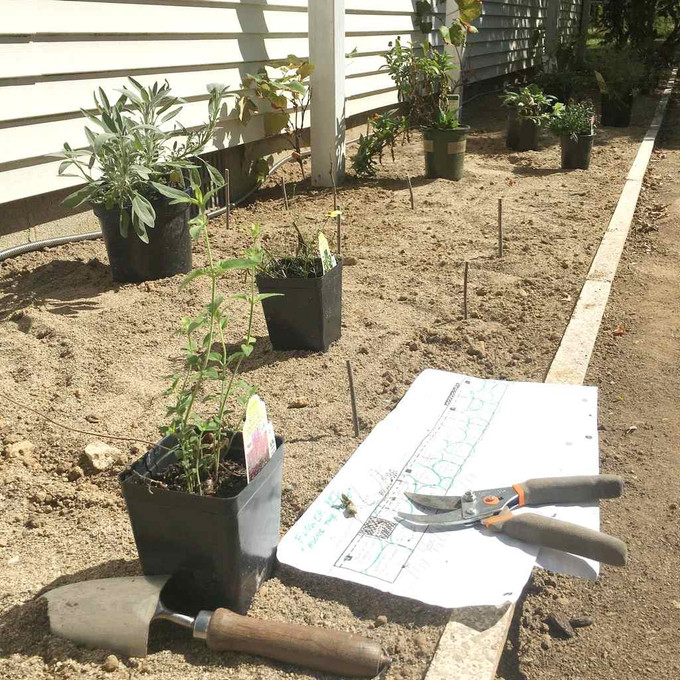 Flower bed “Flowering vineyard” (two months resume II)