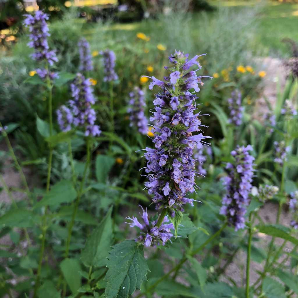Purple Giant Hyssop - Agastache scrophulariifolia