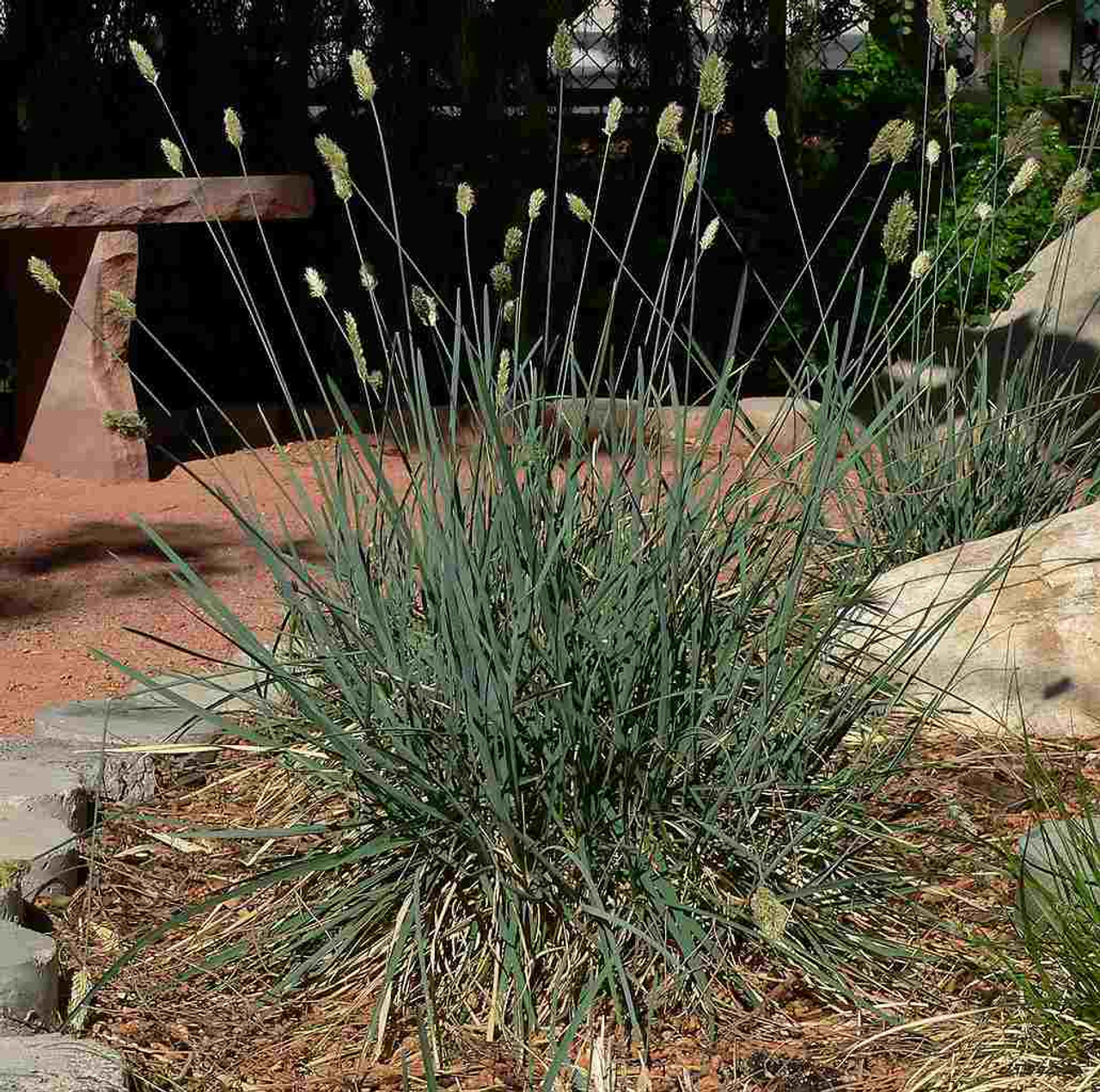 Sesleria caerulea - early blooming (cool season) for sunny or half shade garden ⒸStan Shebs