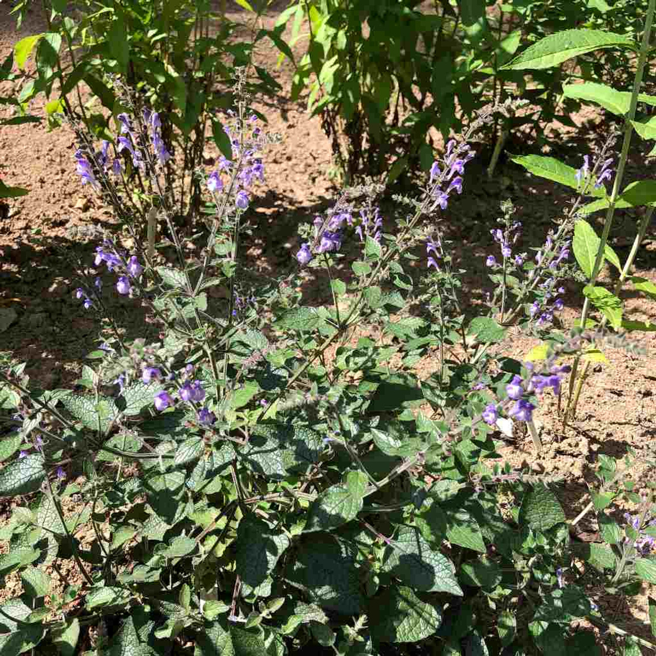 Scutellaria ovata var. rugosa - good wildflower for shade or woodland garden. Picture from beg. July ⒸUS Perennials