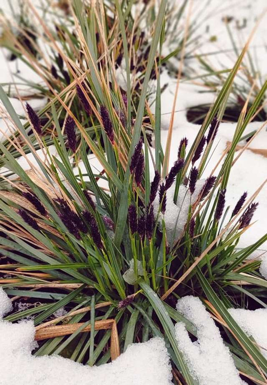 Sesleria heufleriana starts blooming with black flowers in early in the spring ⒸHerba Grata