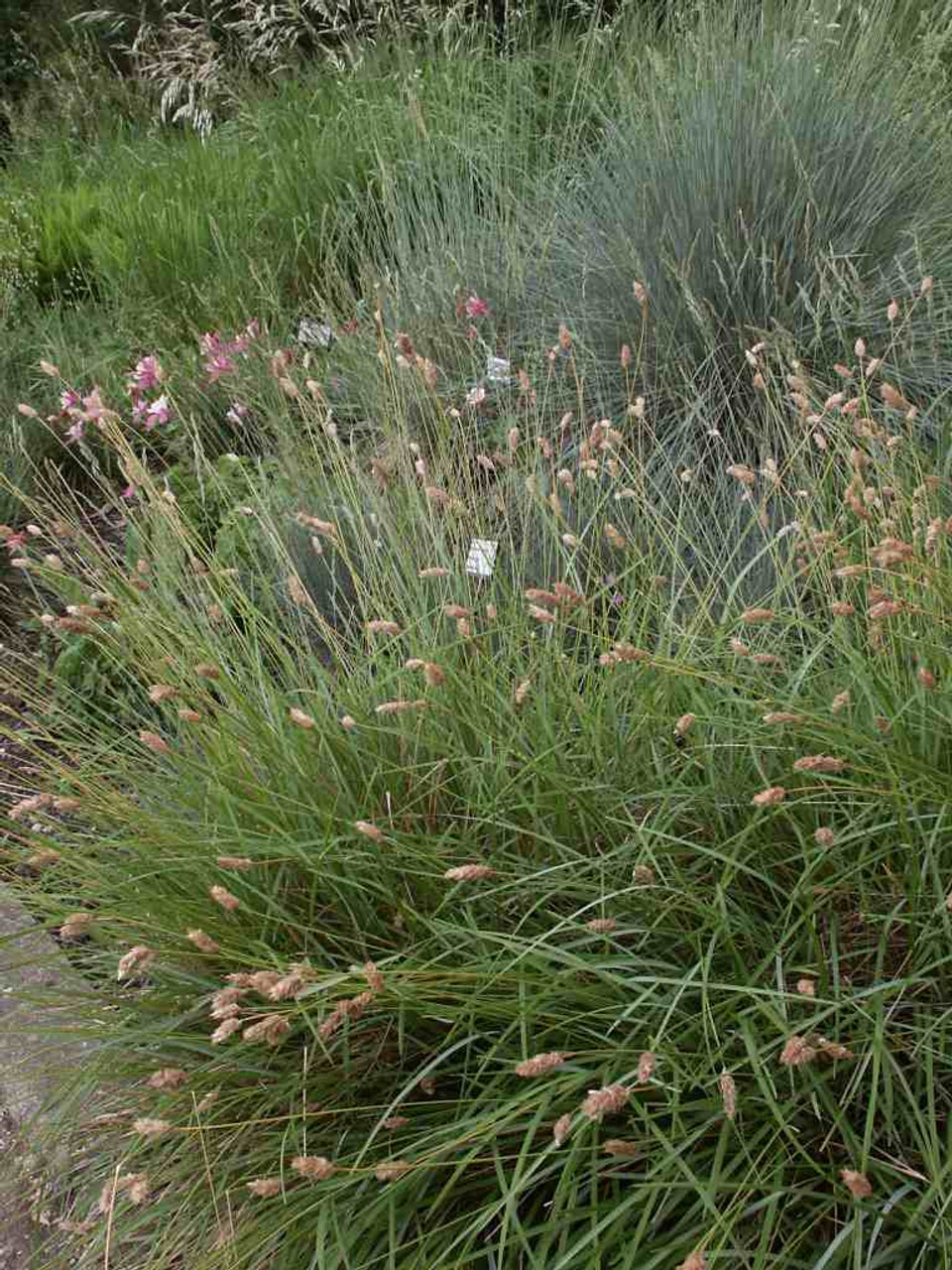 Blue-green Moor Grass - Sesleria heufleriana in early summer flower bed ⒸUS Perennials