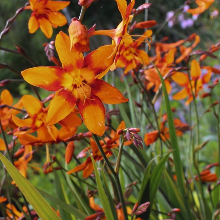 Emily 3点 ジャスミンデザンジュ ホーリーピオニー メディナグロウ Montbretia 'Emily McKenzie' - Crocosmia x crocosmiiflora 'Emily