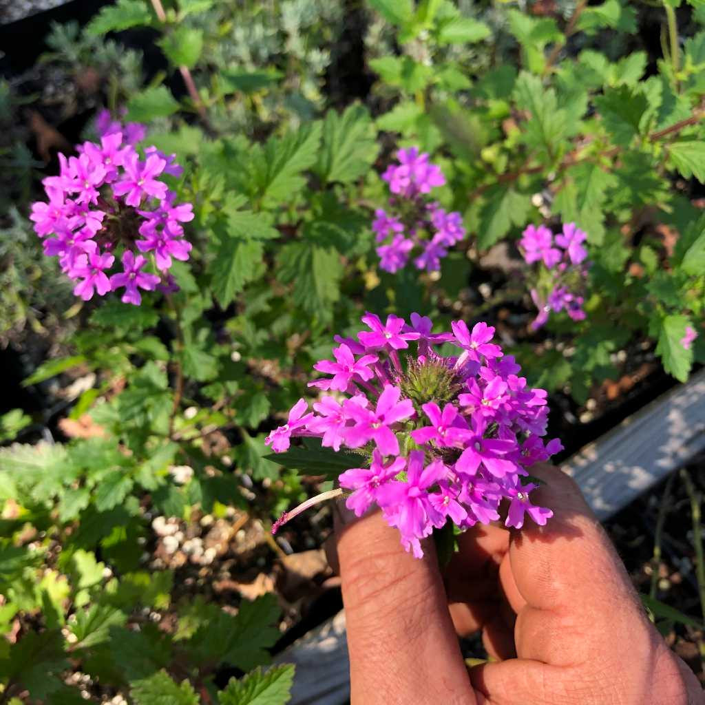 Rose Vervein 'Cathy's Candy' - Verbena canadensis 'Cathy's Candy'