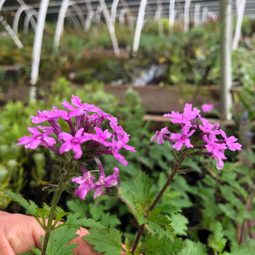 Rose Vervein 'Cathy's Candy' - Verbena canadensis 'Cathy's Candy'