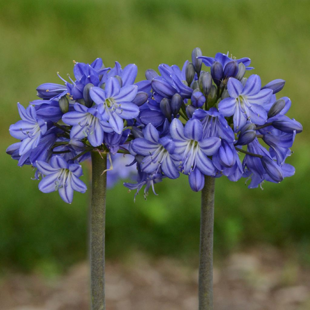 Agapanthus 'Galaxy Blue' - showy blue flowers for late summer bed ©Walters Gardens