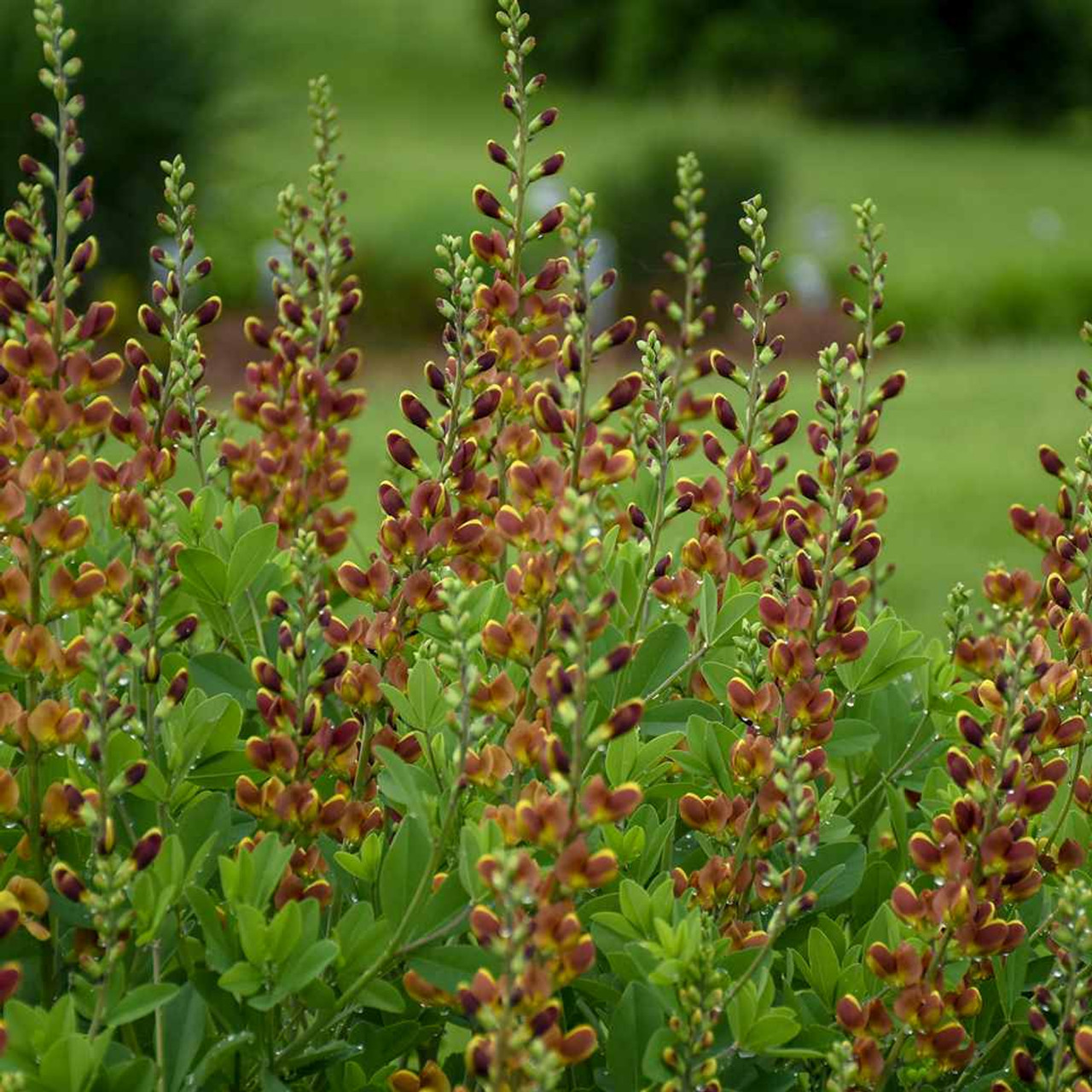 Baptisia 'Cherries Jubilee' - long-lived, shrubby looking perennial ©Walters Gardens