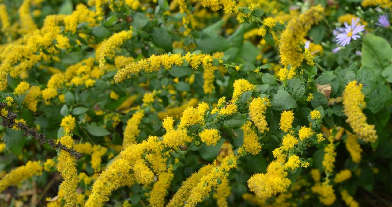 Autumn Goldenrod 'Golden Fleece' is well behaved garden plant and top performing goldenrod ©Mt. Cuba