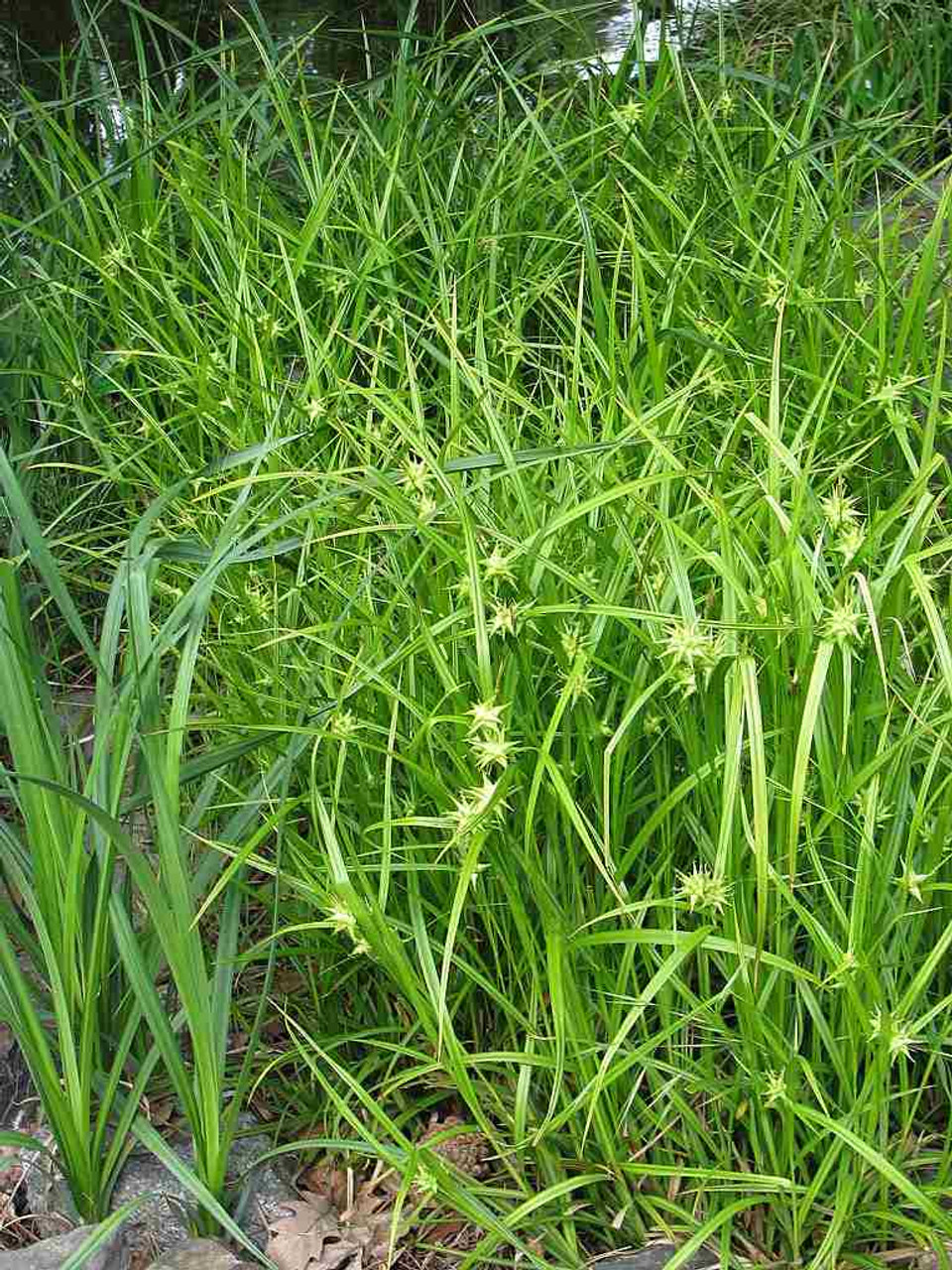 Carex grayi - well behaved native sedge for rain garden or half shade flower bed ©Agnieszka Kwiecień