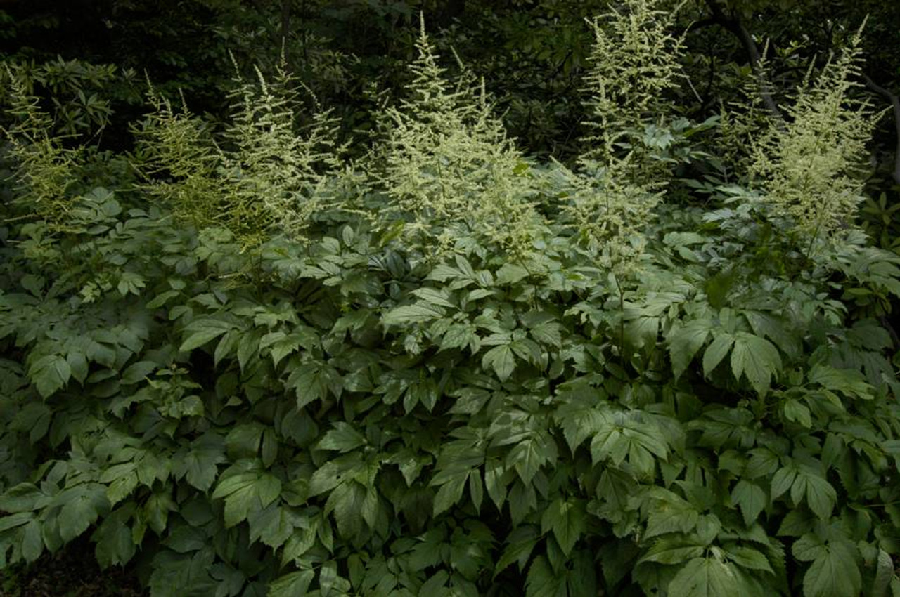 Astilbe biternata - robust native perennial for shade garden ©Mt. Cuba