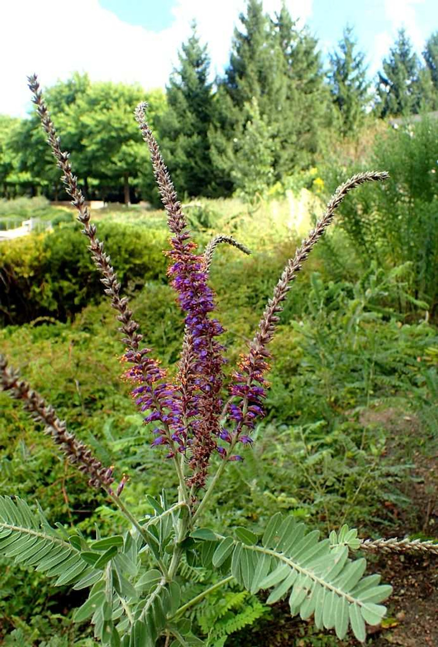 Amorpha canescens - showy native perennial for drier soil ©Krzysztof Ziarnek