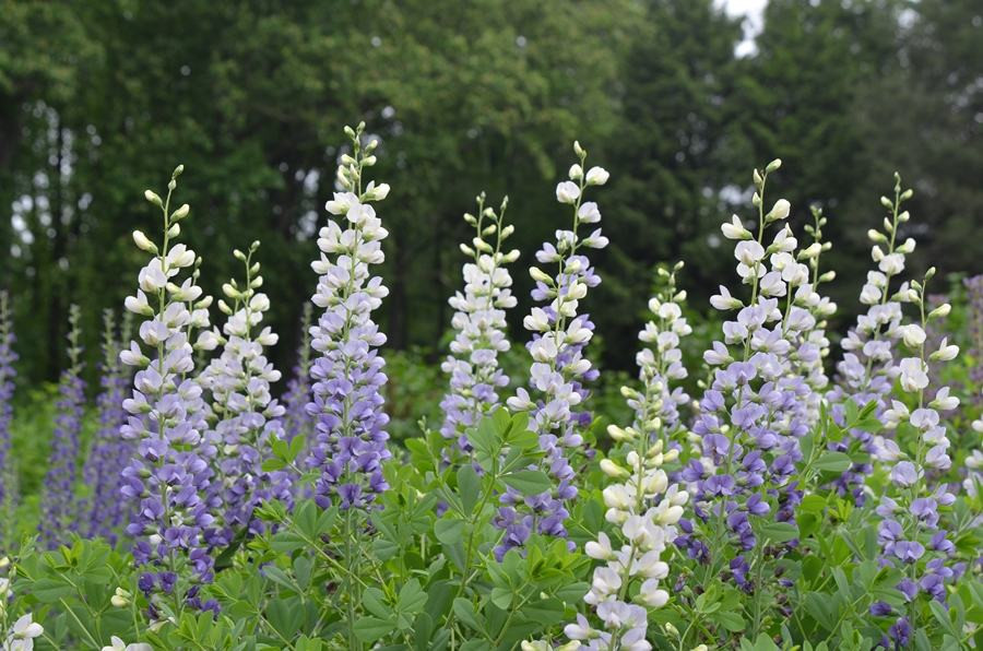 US Perennials Baptisia Lunar Eclipse