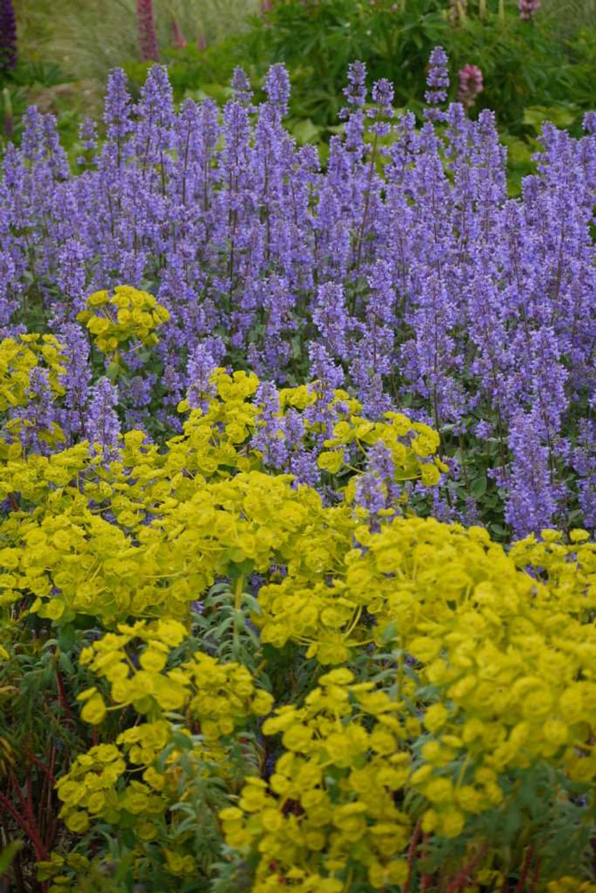 Nepeta grandiflora 'Summer Magic' - non flopping catmint with long blooming period  ©Plants Nouveau