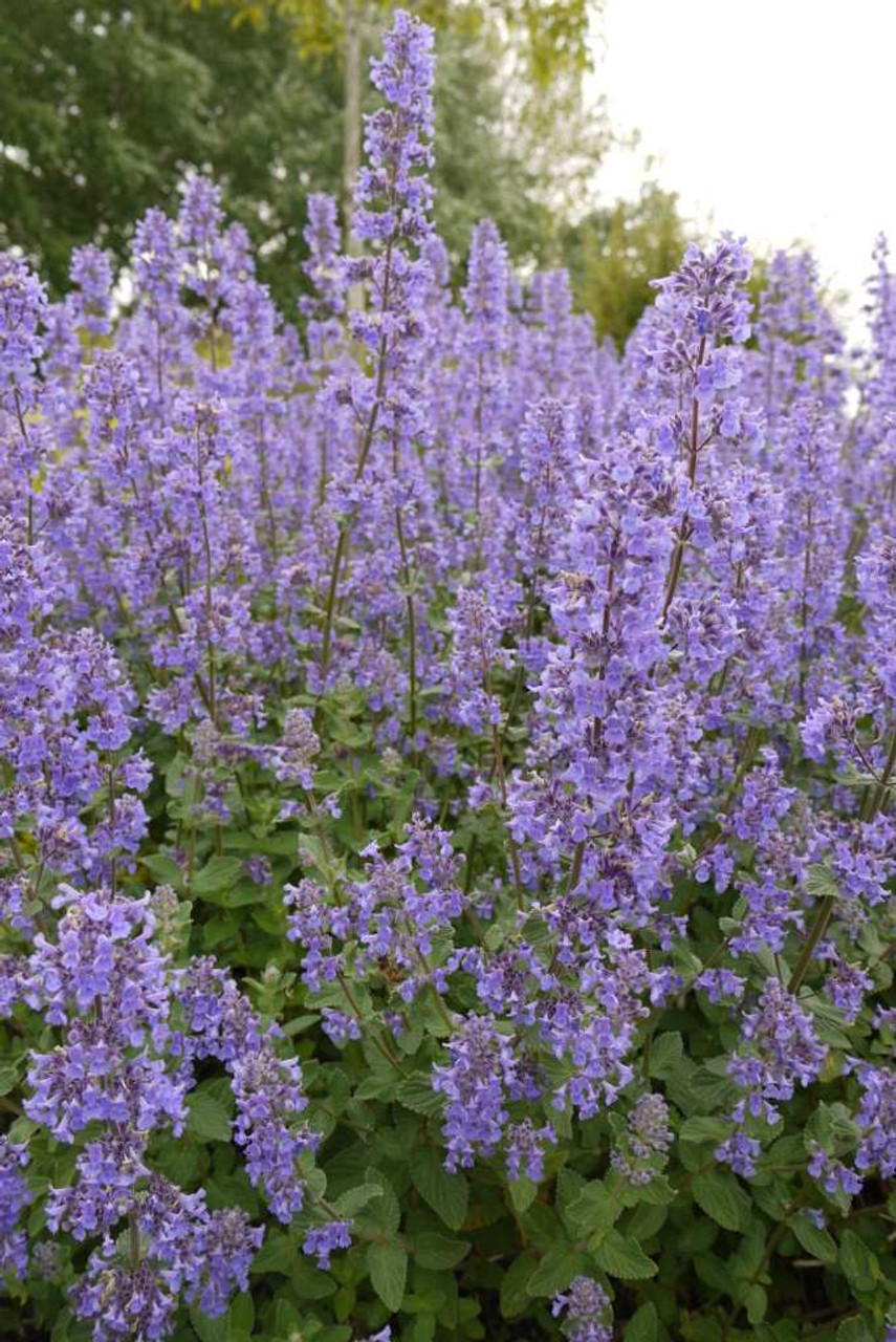 Image of Nepeta grandiflora Summer Magic with butterflies