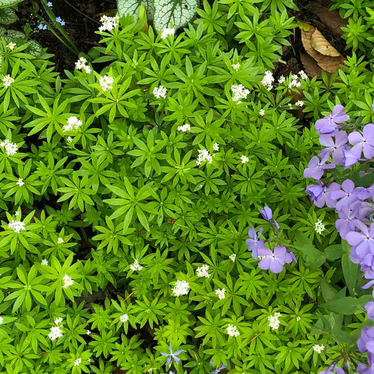 13 Ground Covers With White Flowers