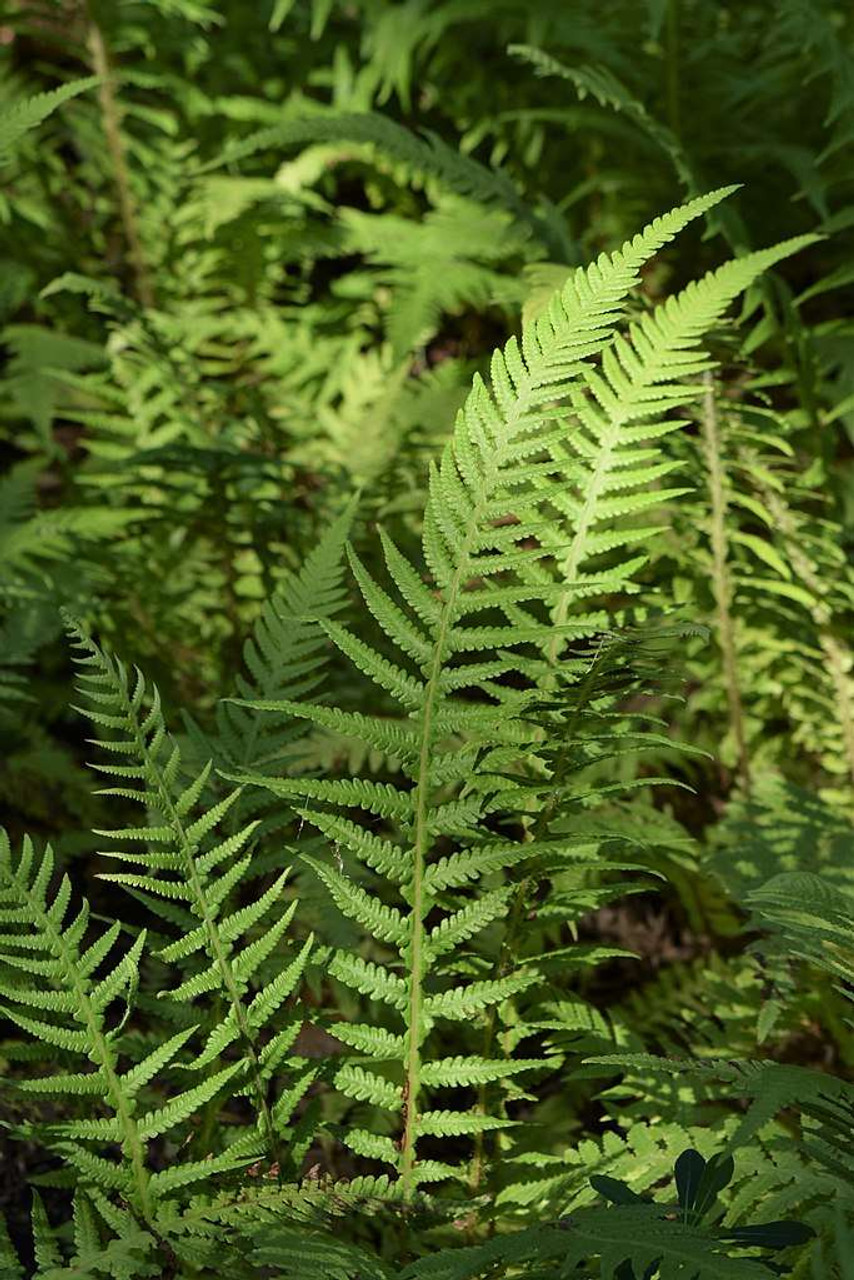 Phegopteris decursive-pinnata - Japanese Beech Fern - deciduous fern for shade or half-shade garden ⒸKrzysztof Ziarnek