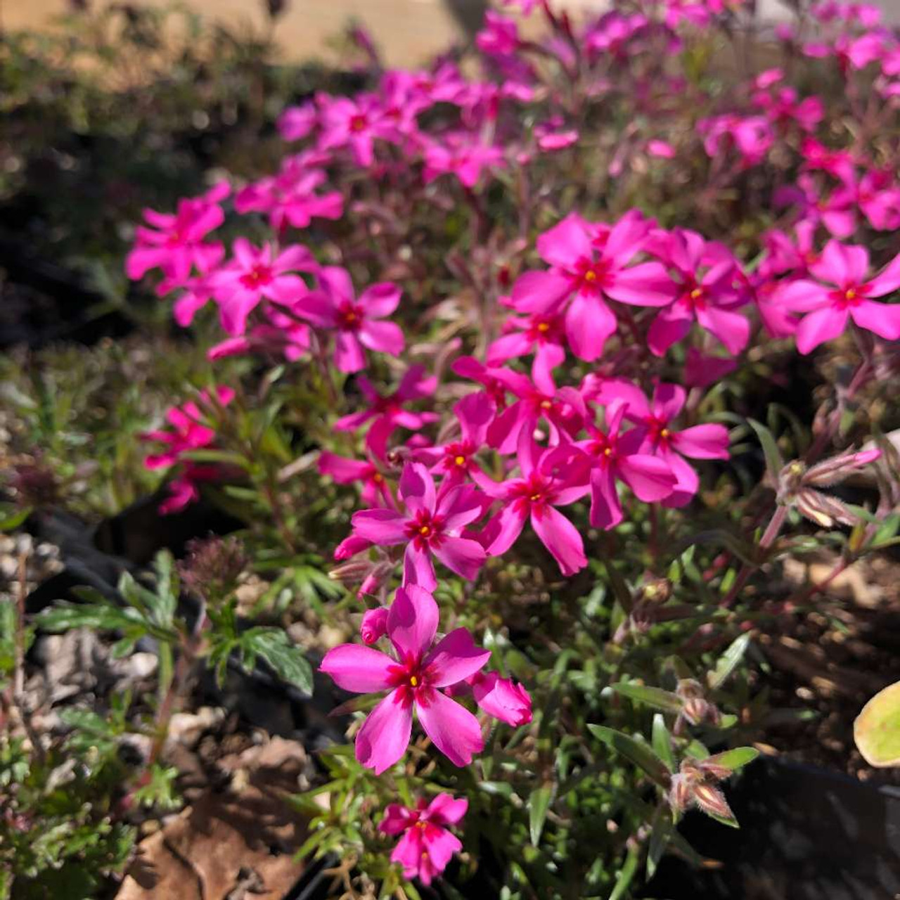 Creeping phlox "red' - spring groundcover for rock garden, edges, dry walls or big containers ©US Perennials