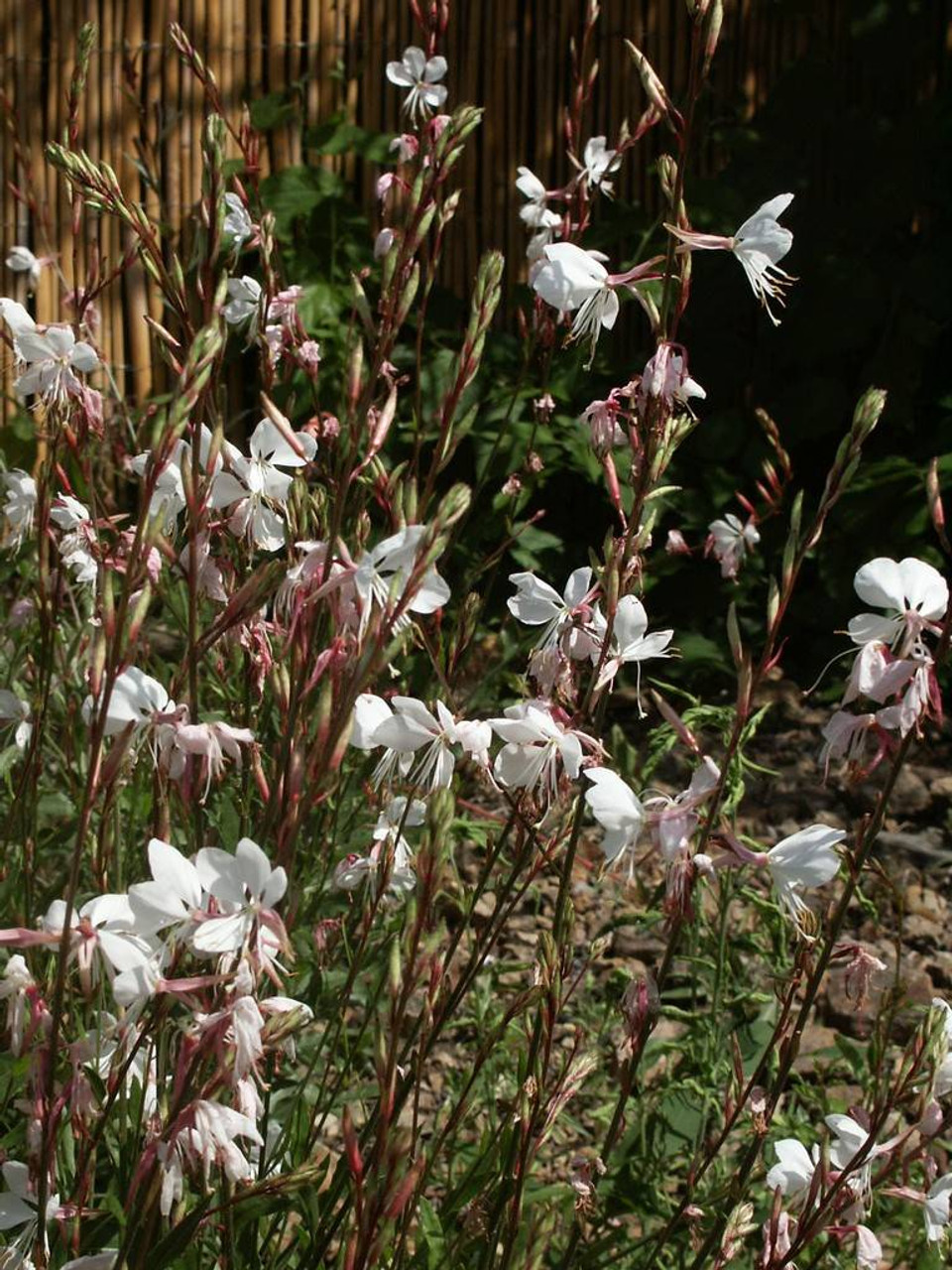 Beeblossom - Gaura lindheimerii 'Summer Breeze' - drought tolerant and long flowering perennials