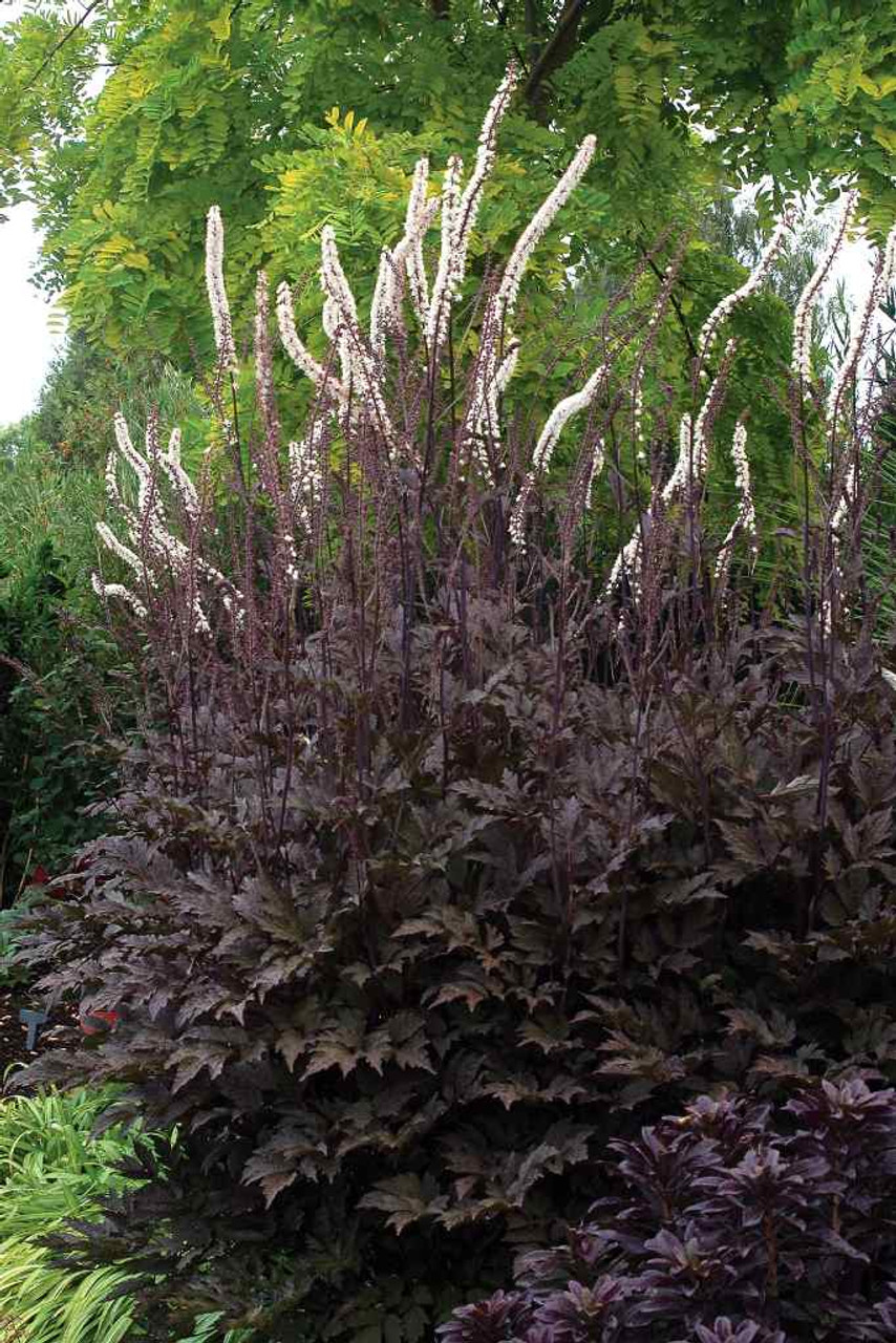 Actaea 'Black Negligee' - one of the darkest bugbanes, vigorous and showy perennial ©Terra Nova Nurseries