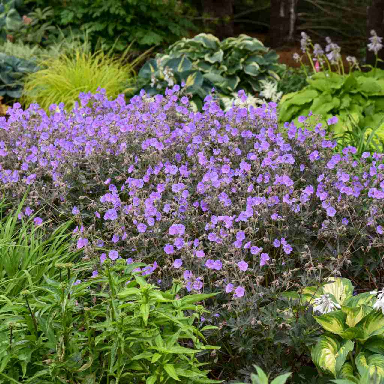 Geranium 'Boom Choolata' - filler perennial for sunny or half shade gardens ©Walters Gardens