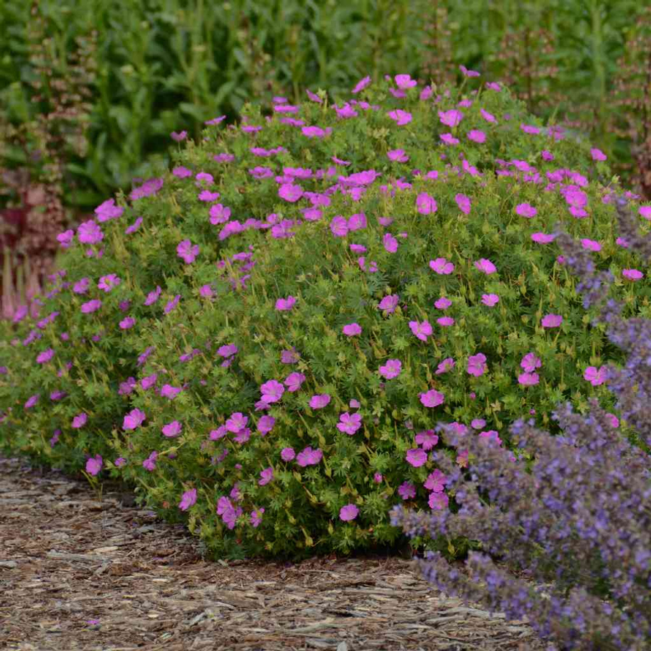 Hardy Geranium 'New Hampshire Purple' - filling perennial for sunny or half shade border ©Walters Gardens