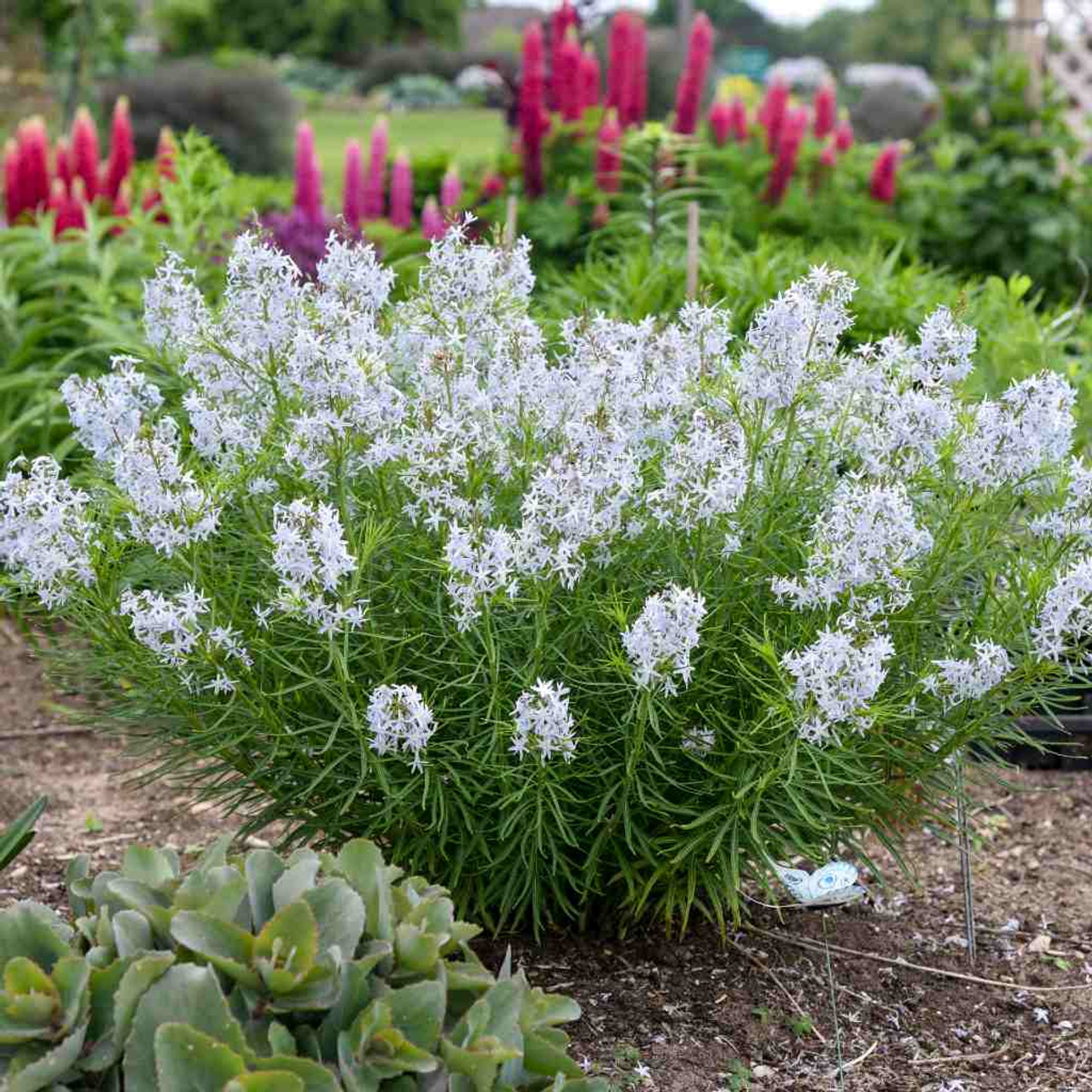 Amsonia - Bluestar 'String Theory' - deer resistant perennial with all year interest ⒸWalters Gardens