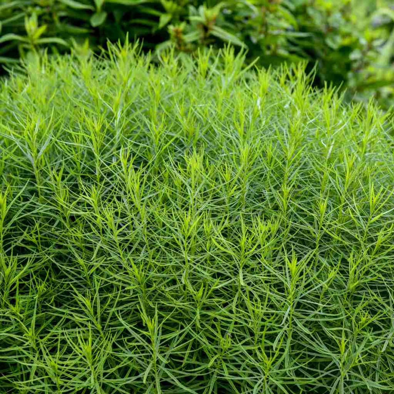 Bluestar 'String Theory' - perennial with dense mounds and ornamental leaves ⒸWalters Gardens