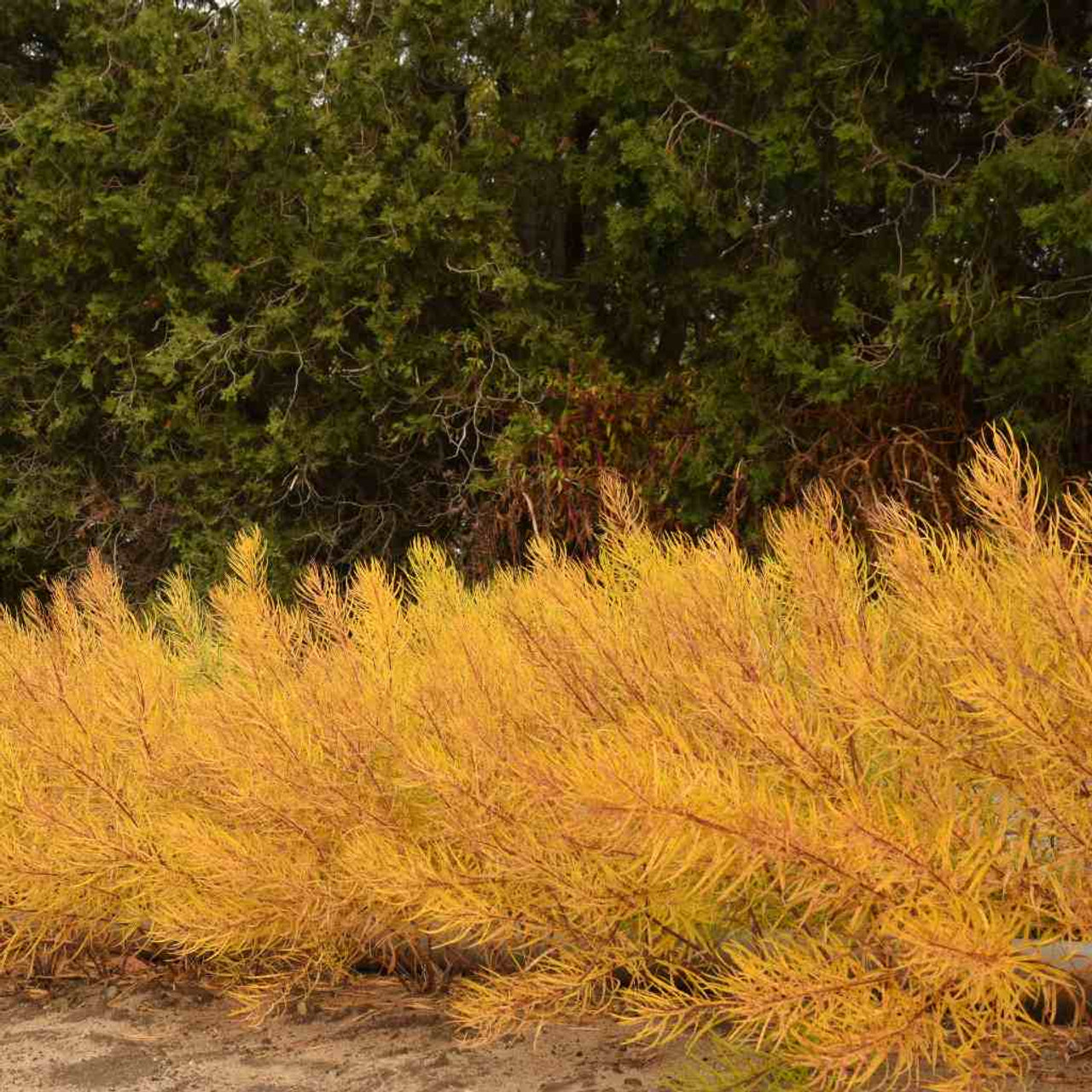 Amsonia 'String Theory' - one of the best perennials with fall color ⒸWalters Gardens