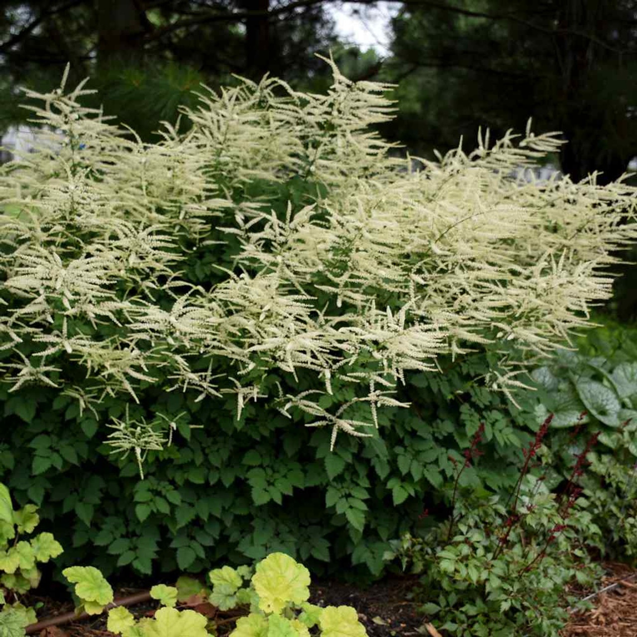 Goat's Beard 'Misty Lace' does tolerate more heat and humidity than most Aruncus ⒸWalters Gardens