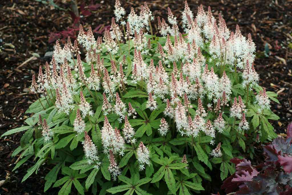 Foamflower 'Spring Symphony'- Foamflower hybrid 'Spring Symphony